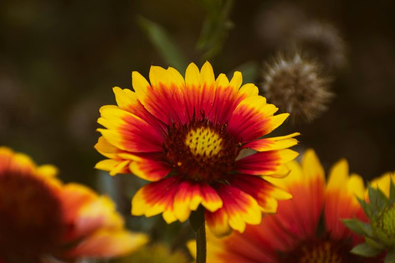 Blanket Flower (Gaillardia)