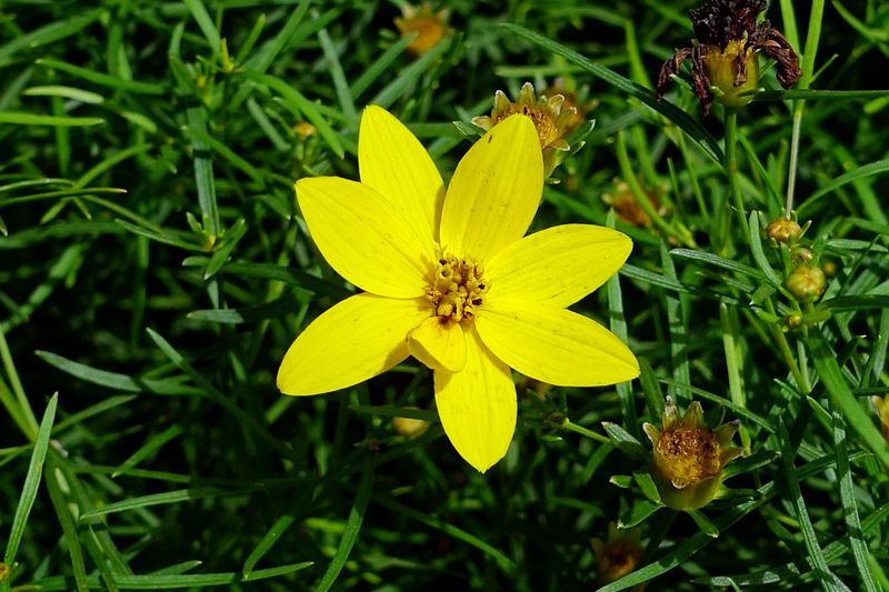 Coreopsis (Tickseed)
