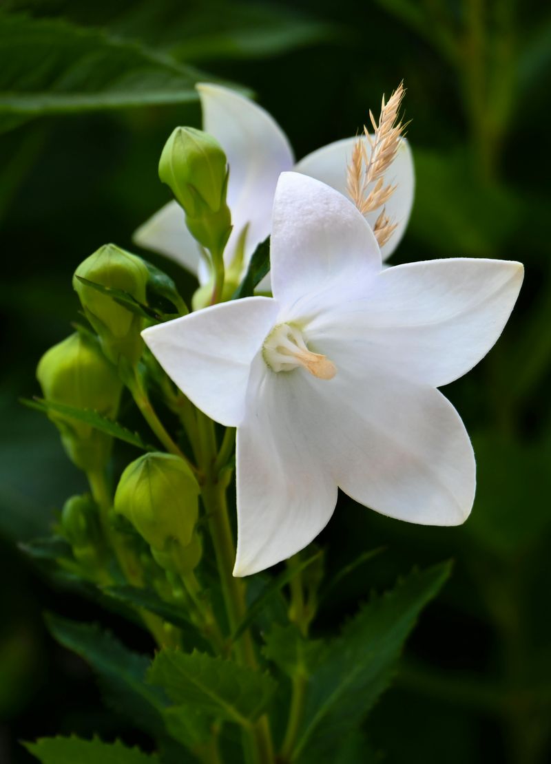 Balloon Flower (Platycodon)