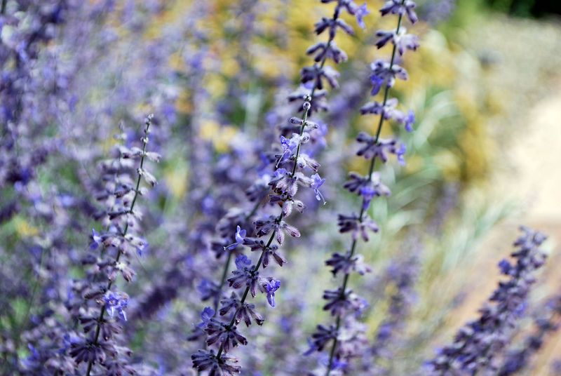 Russian Sage
