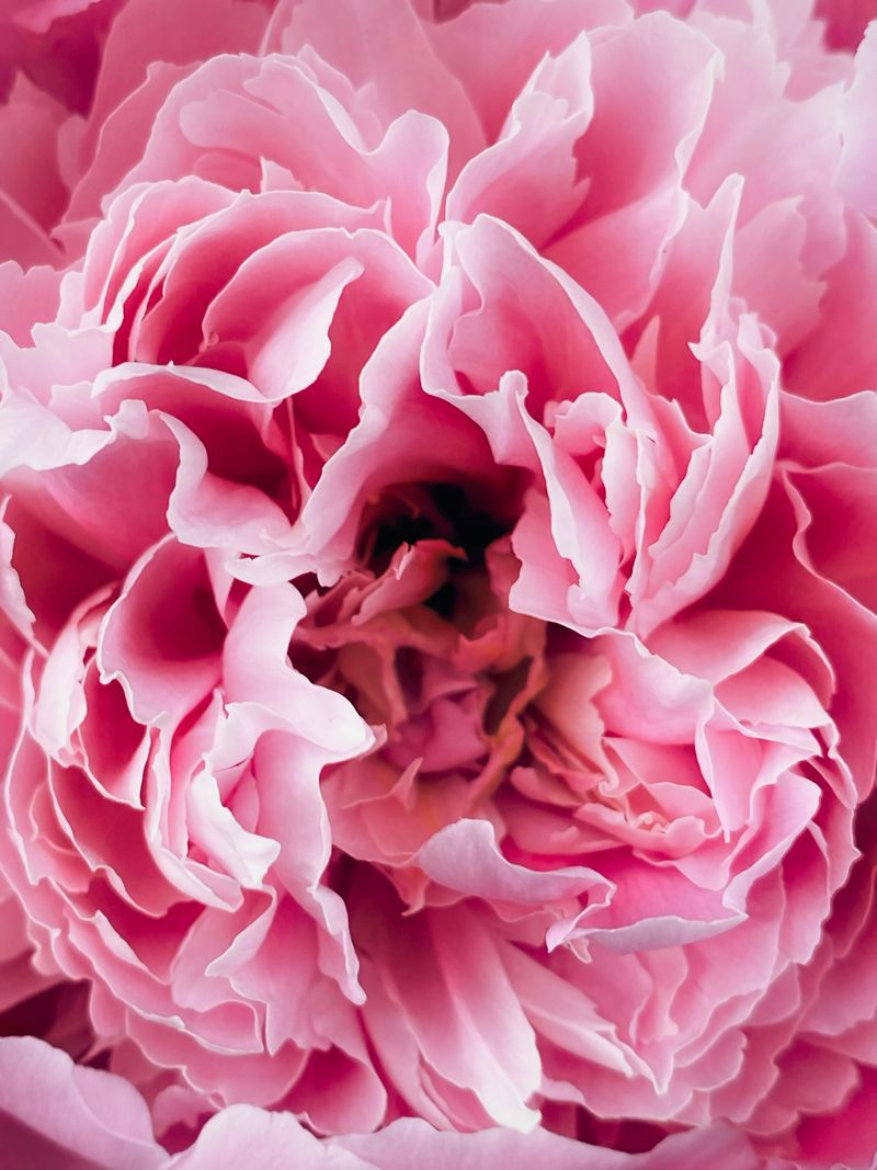 Peonies (Paeonia)