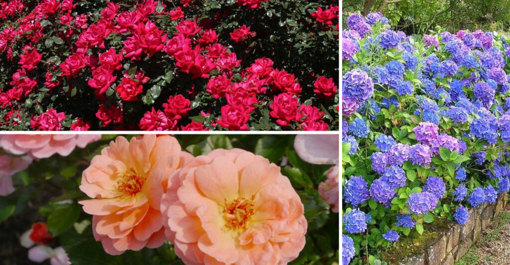 Shrubs That Give a High-End Look Without High-End Effort