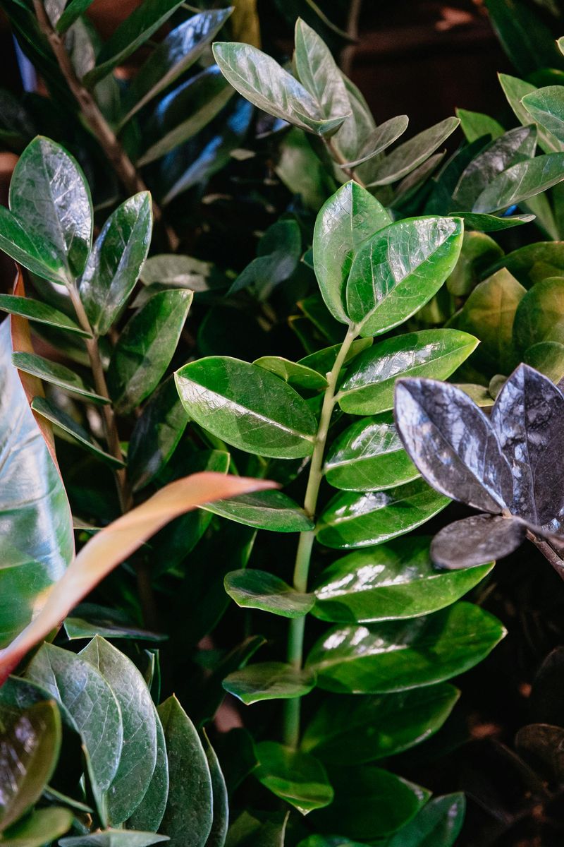 ZZ Plant (Zamioculcas zamiifolia)