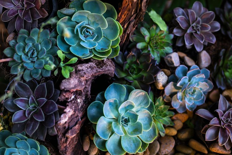 Succulents