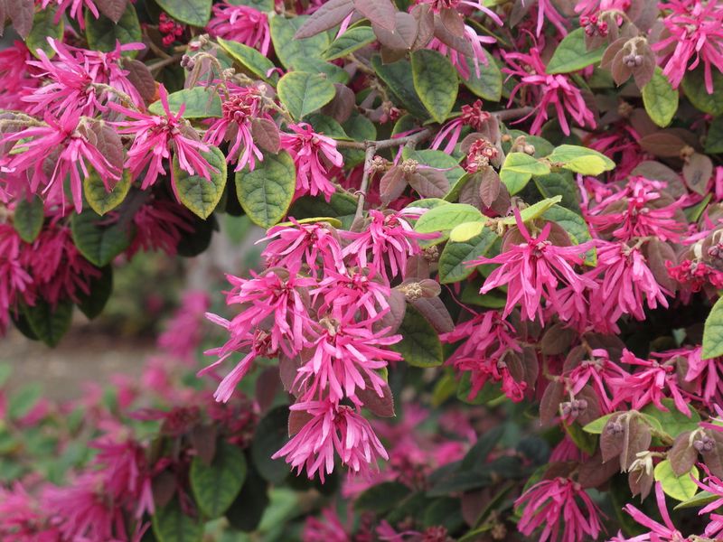 Loropetalum
