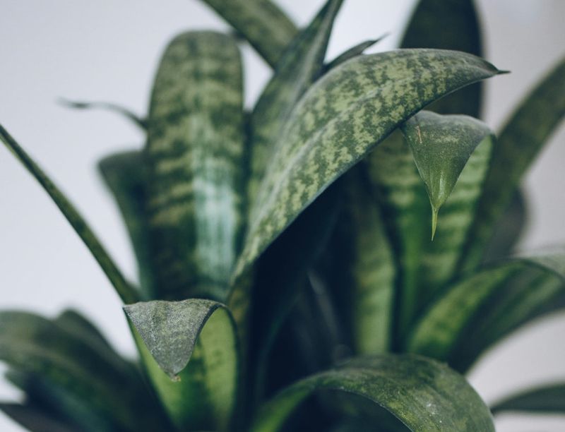 Snake Plant (Sansevieria)