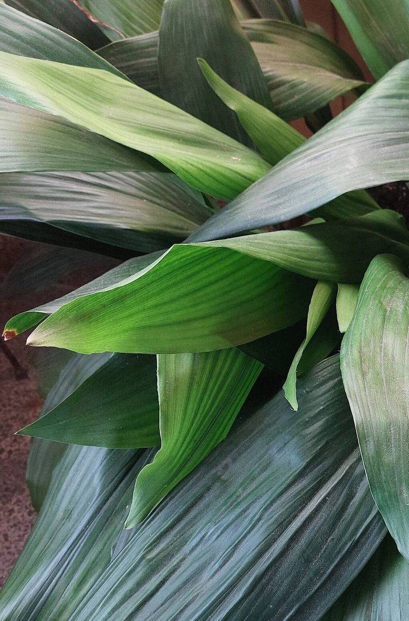 Cast Iron Plant (Aspidistra elatior)