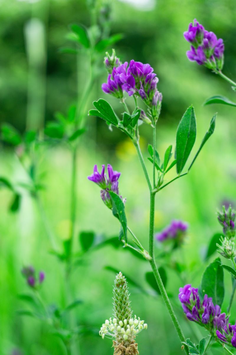 Alfalfa