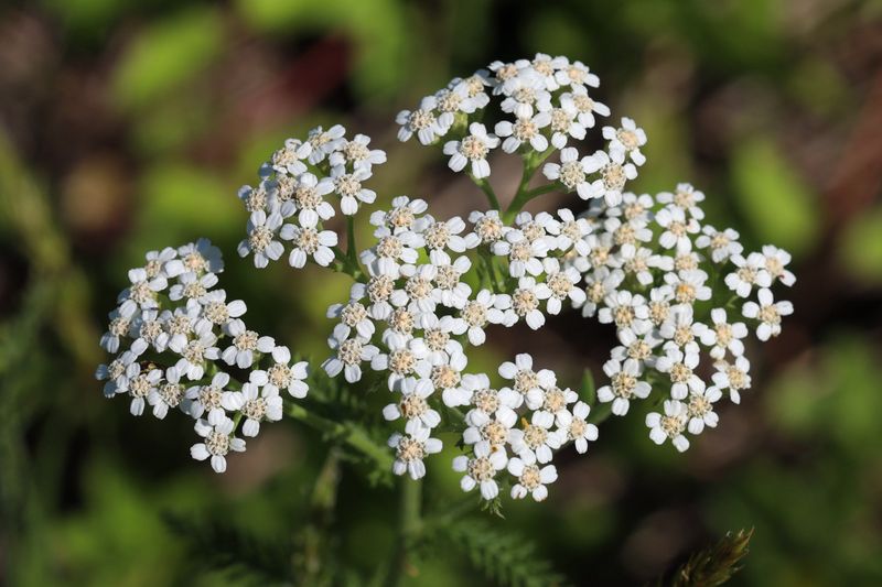 Yarrow