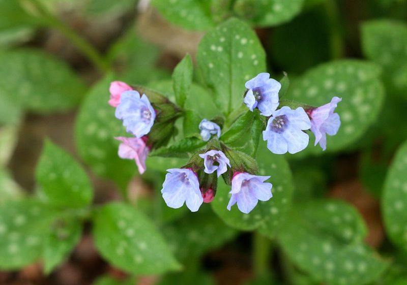 Lungwort
