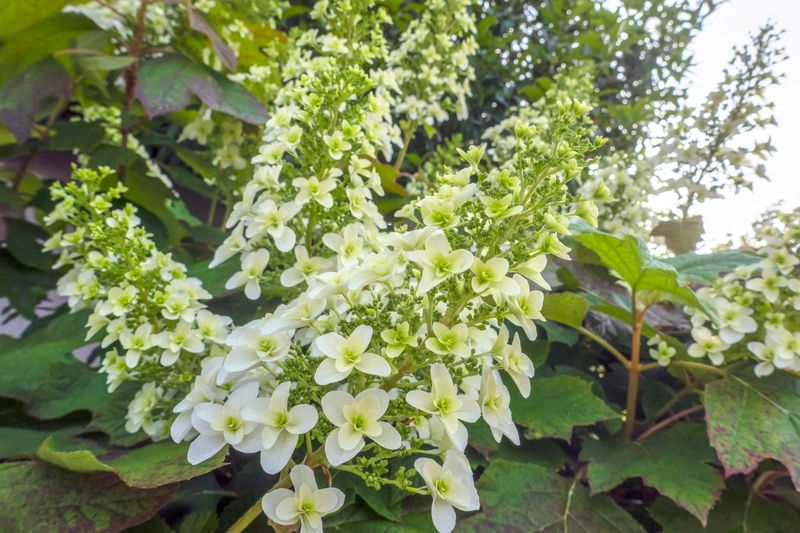 Oakleaf Hydrangea