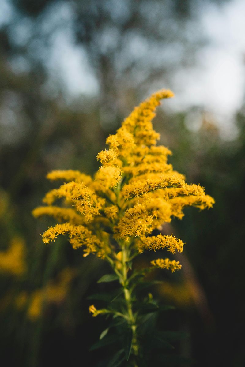 Goldenrod