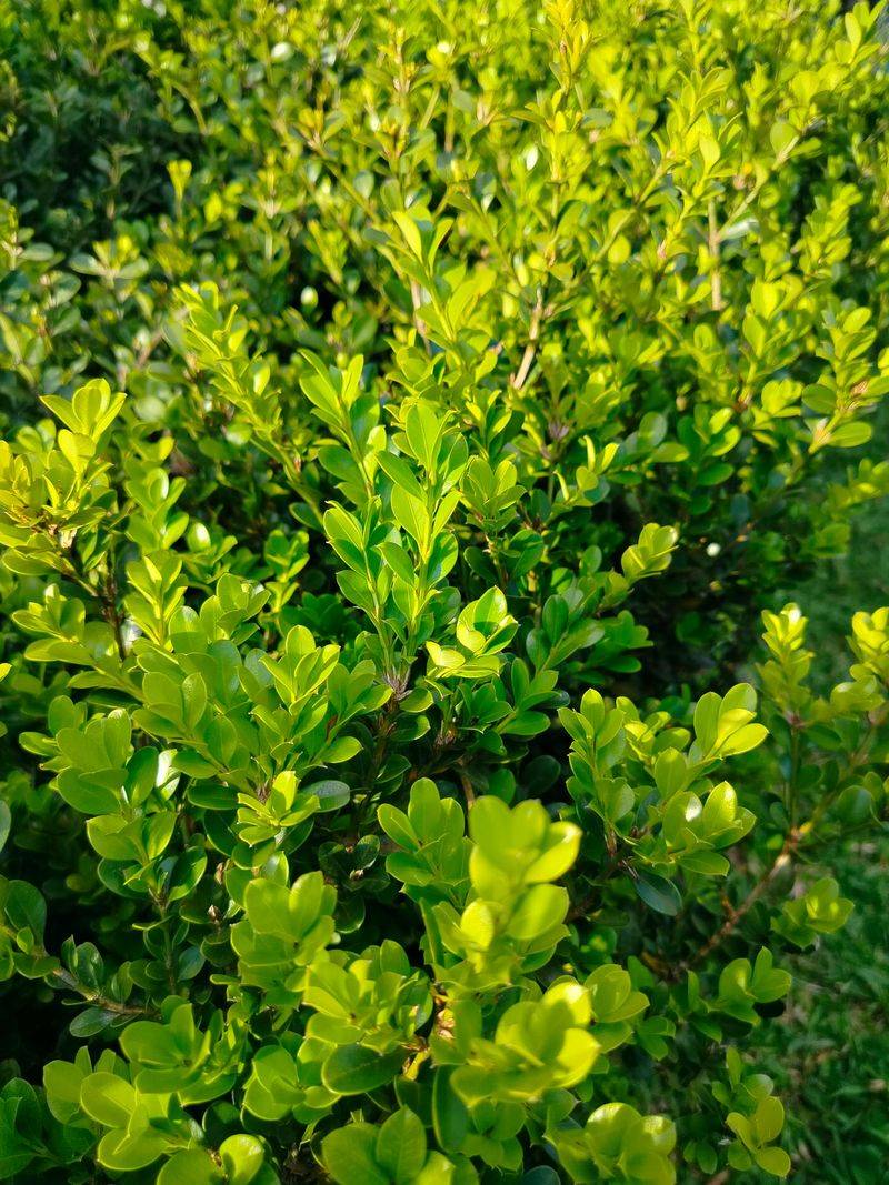 Boxwood