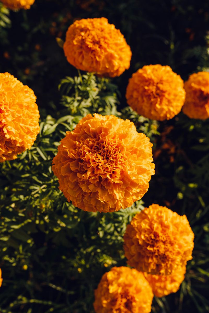 Marigold