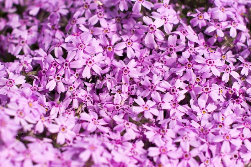 Moss Phlox (Phlox douglasii)