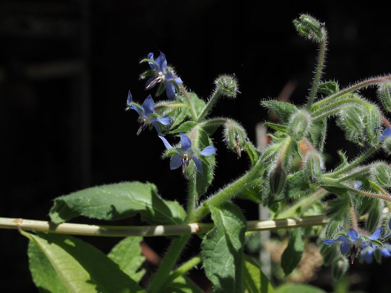 Borage