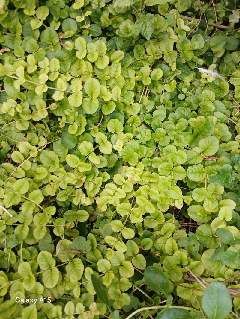 Creeping Jenny (Lysimachia nummularia)