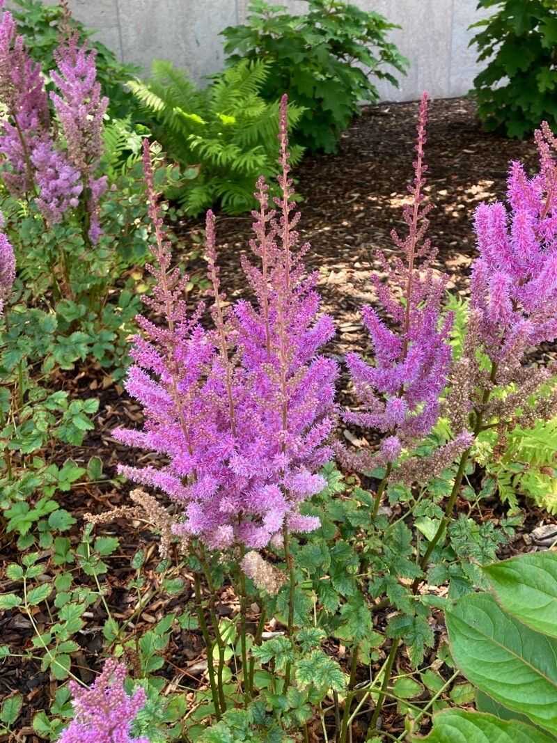 Astilbe