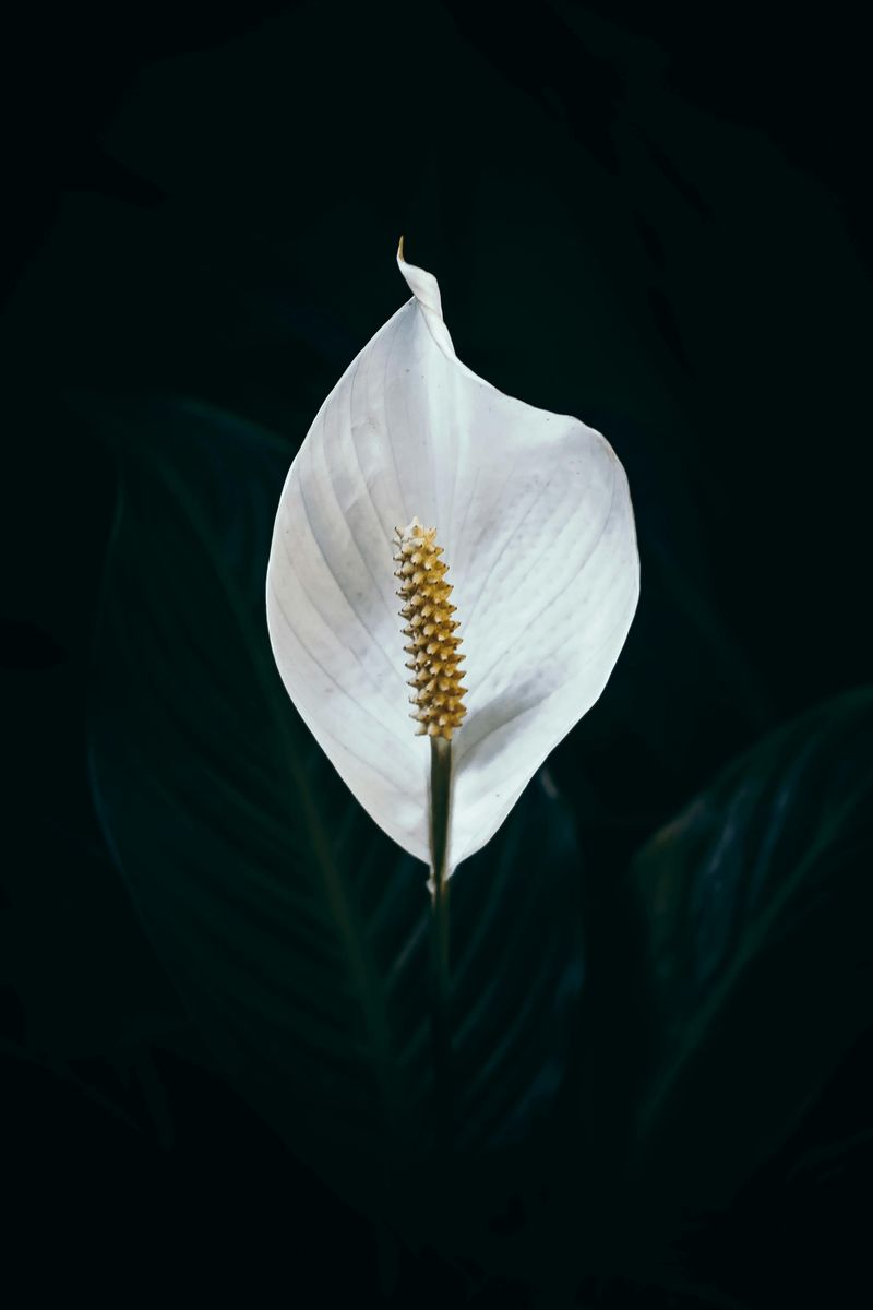 Peace Lily (Spathiphyllum)