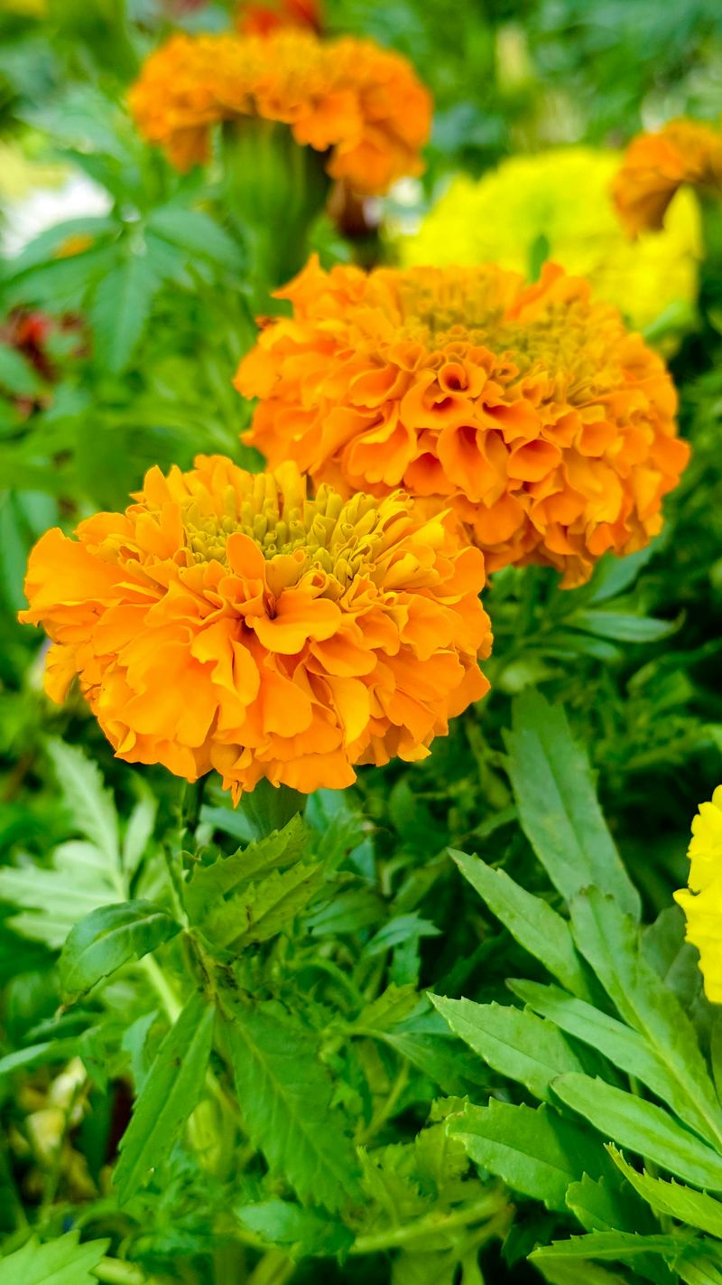 Marigolds