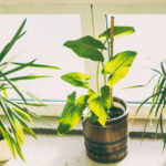 Small Container Garden Changes That Can Make a Big Difference in Plant Health