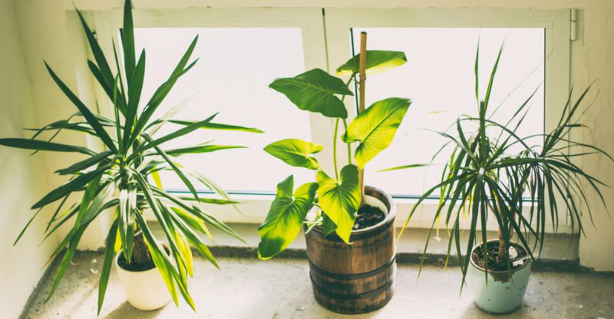 Small Container Garden Changes That Can Make a Big Difference in Plant Health