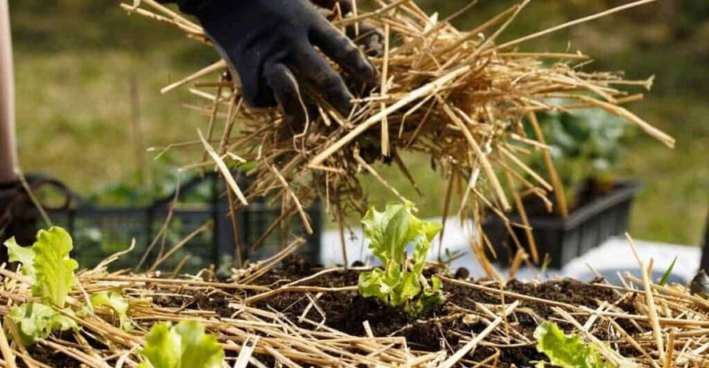 10 Things to Do in March for Fewer Garden Problems Later