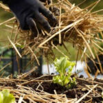 10 Things to Do in March for Fewer Garden Problems Later