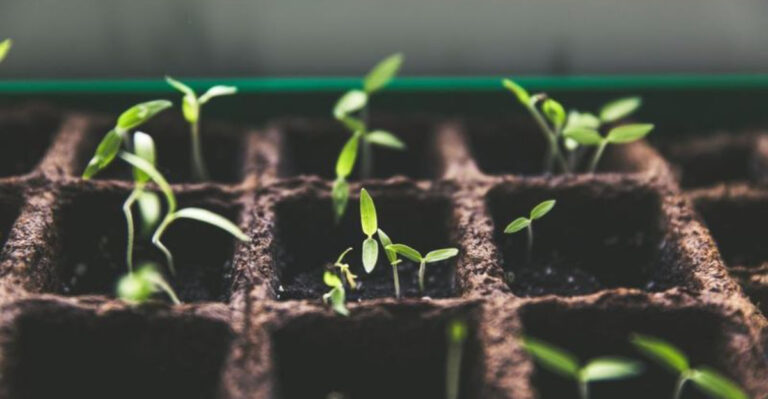 11 Common Seed-Starting Mistakes That Lead to Weak, Leggy Seedlings
