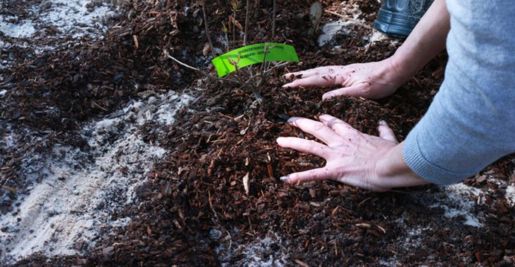 11 Early Spring Soil Problems That Keep Plants From Thriving