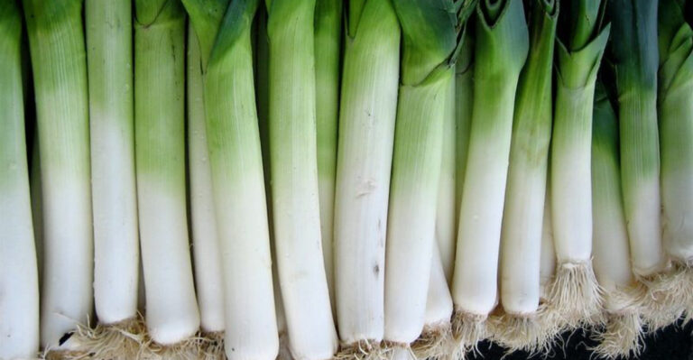 The Early Veggies You Can Plant Now – Even Before Frost Season Is Over