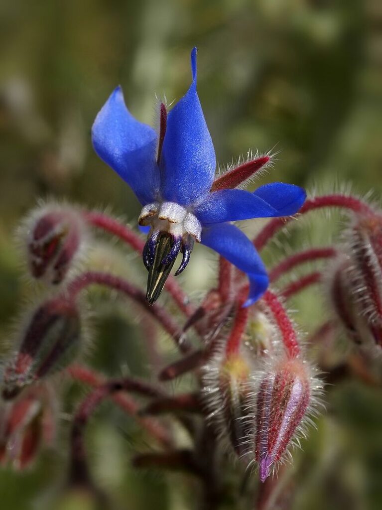 The Fastest “Pollinator Magnets” to Bloom and Get Busy Right Away ...