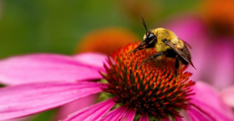 The Fastest “Pollinator Magnets” to Bloom and Get Busy Right Away