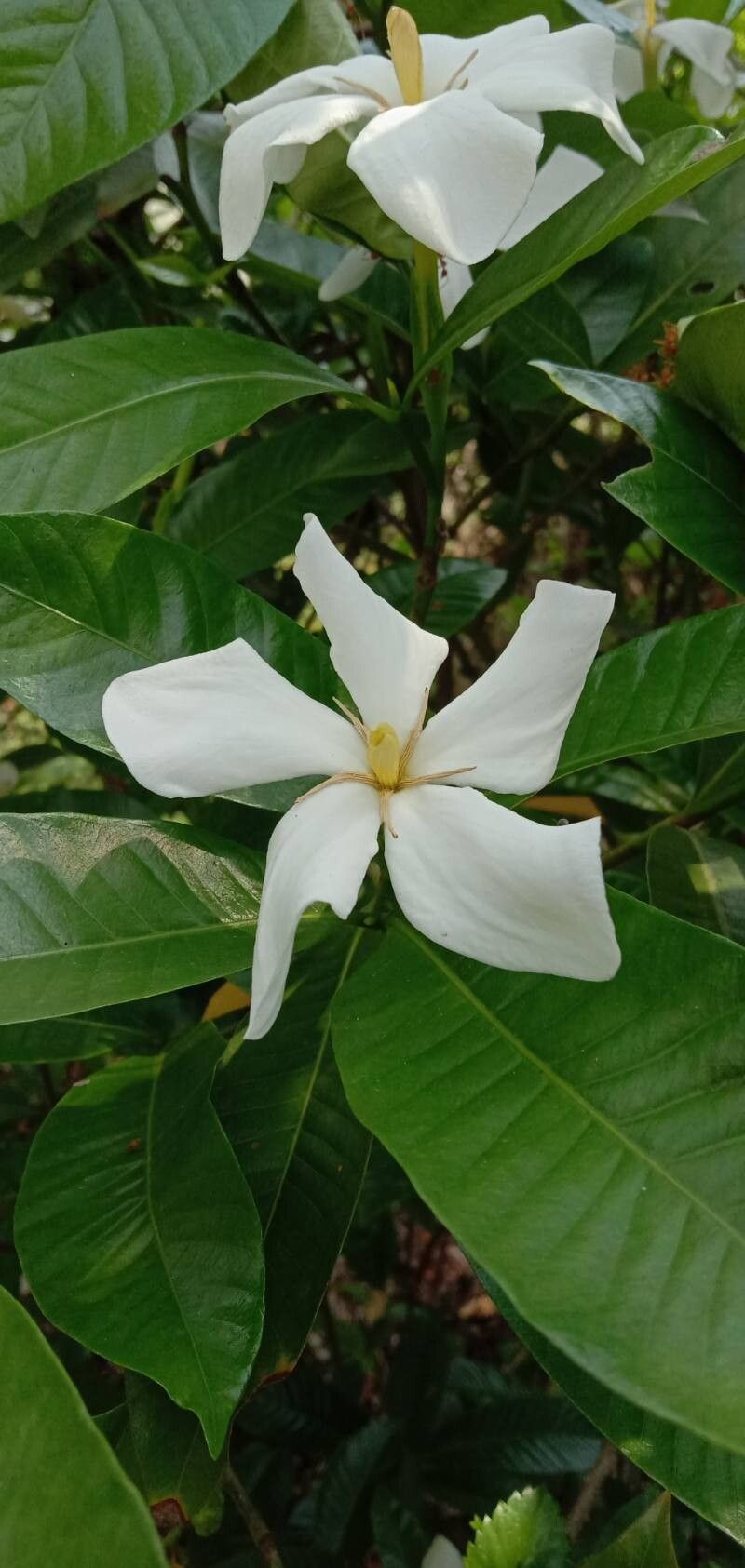 Gardenia