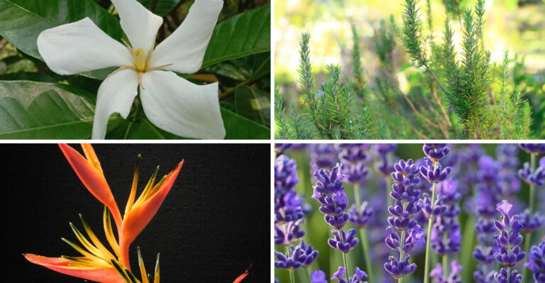 Popular Houseplants That Often Fail Indoors – and What to Grow Instead