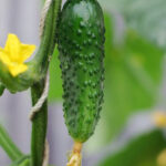 14 Plants You Shouldn’t Start Too Early – No Matter How Warm It Feels
