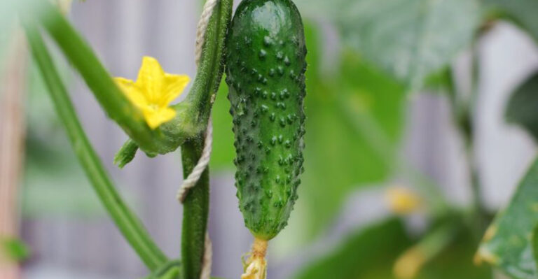 14 Plants You Shouldn’t Start Too Early – No Matter How Warm It Feels