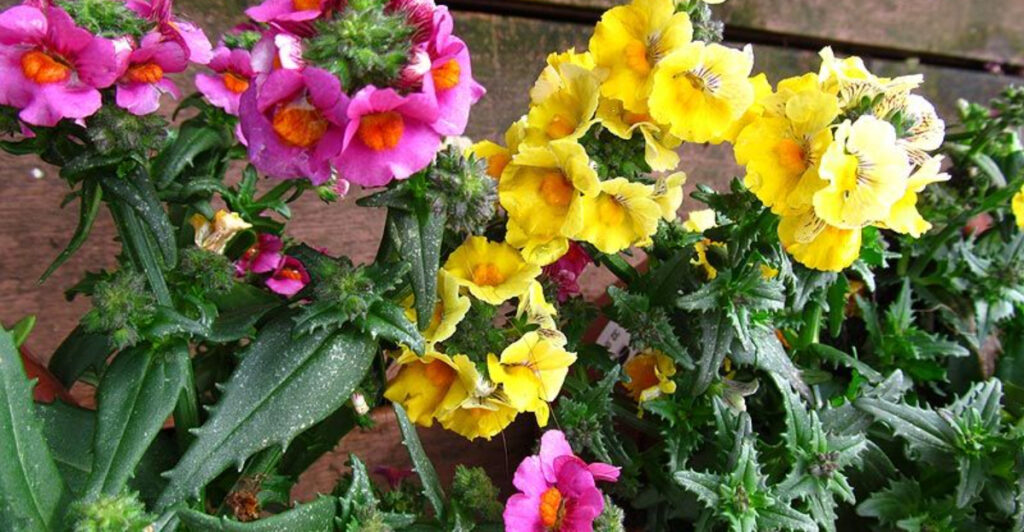 17 Flowers You Can Start Now for Earlier Color in the Garden