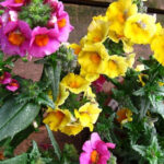 17 Flowers You Can Start Now for Earlier Color in the Garden