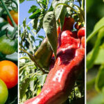 17 Seeds You Can Start Now for Strong Transplants Later (Even if It’s Still Cold)