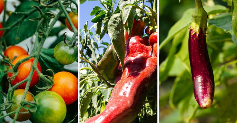 17 Seeds You Can Start Now for Strong Transplants Later (Even if It’s Still Cold)