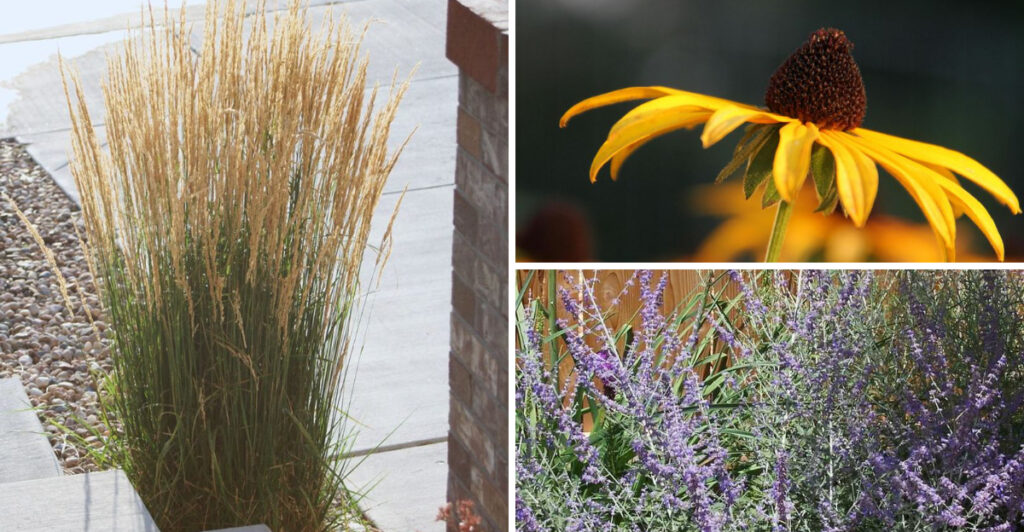 Perennials With a Luxury Look That Don’t Require Luxury Effort