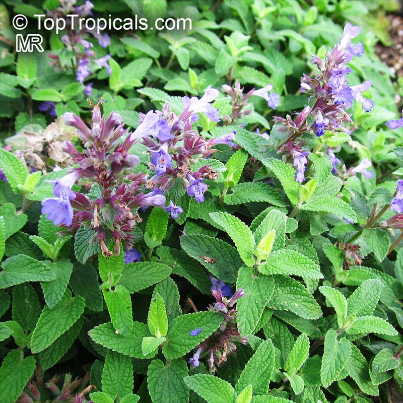 Catmint (Nepeta)
