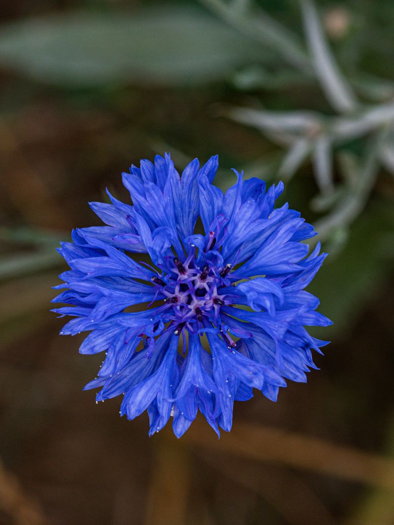 Bachelor's Button (Cornflower)