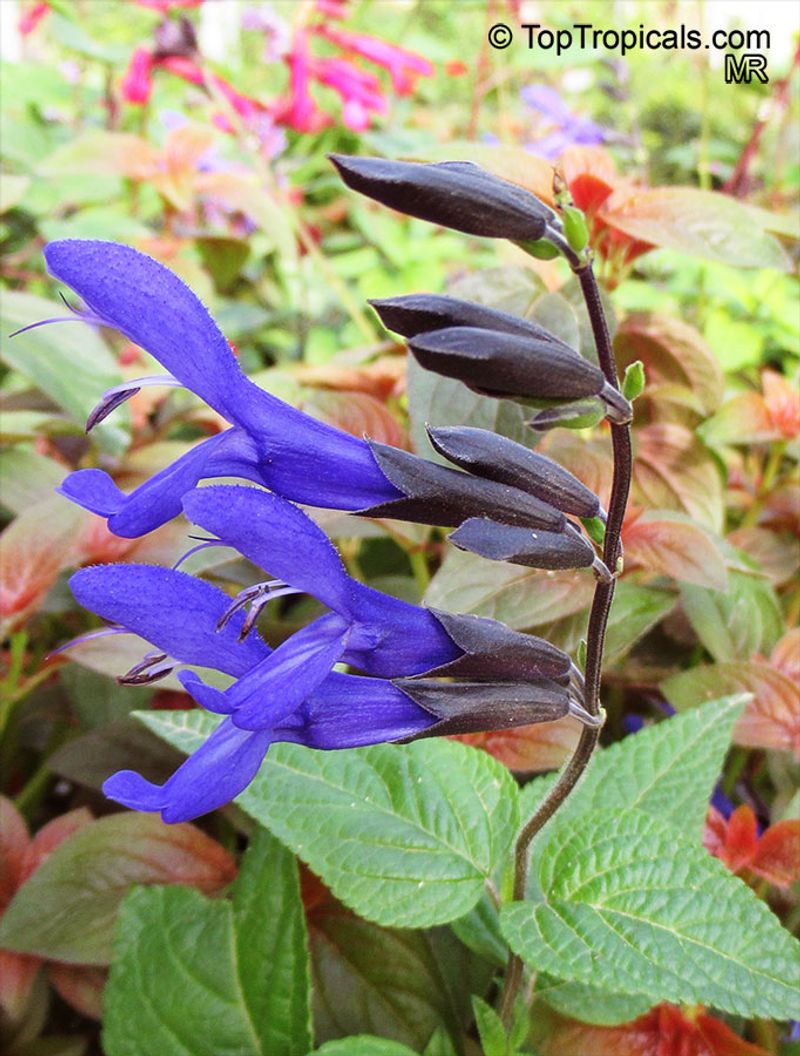 Salvia