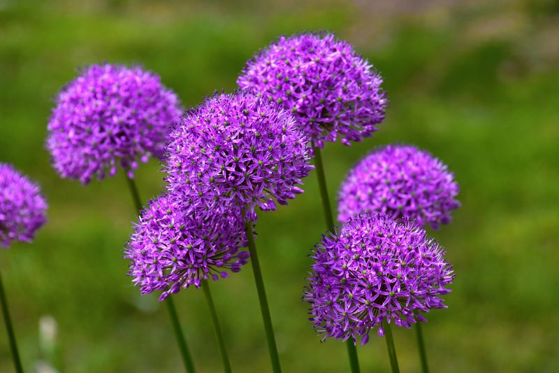 Ornamental Allium