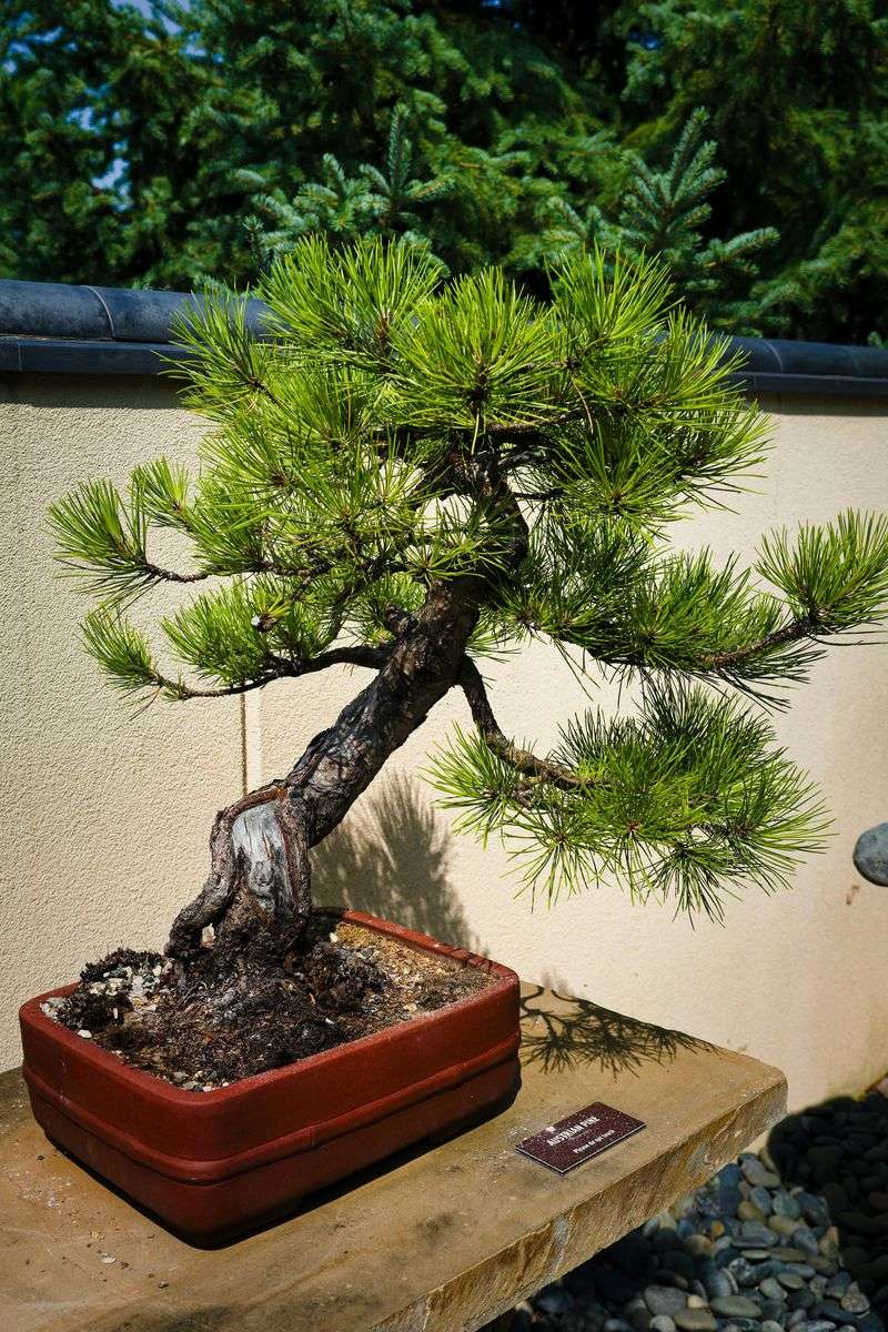 Bonsai Tree (Outdoor Species)