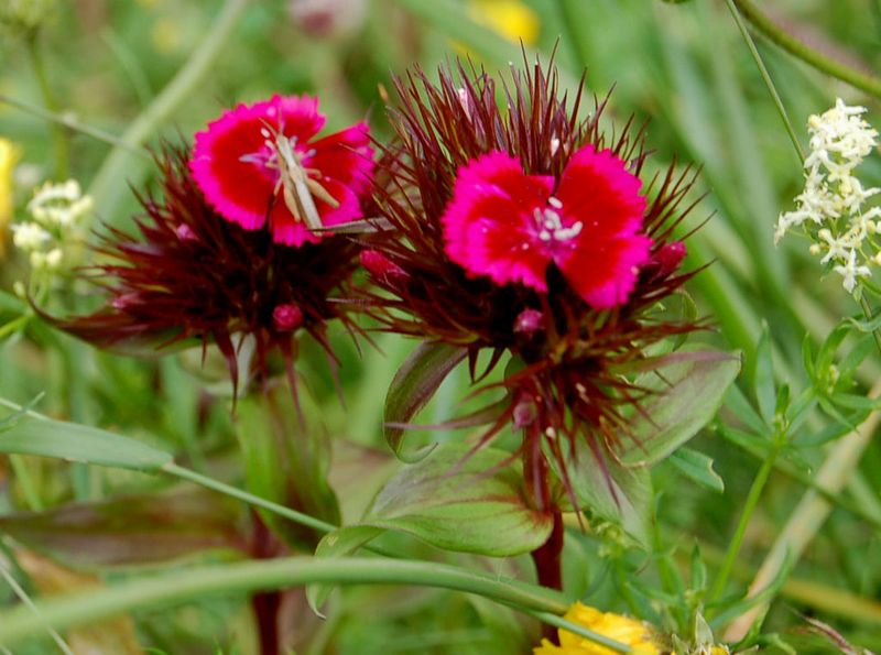 Dianthus