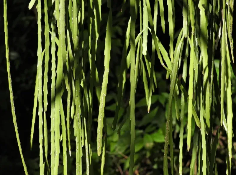 Cactus (Forest Types Sold as Desk Plants)