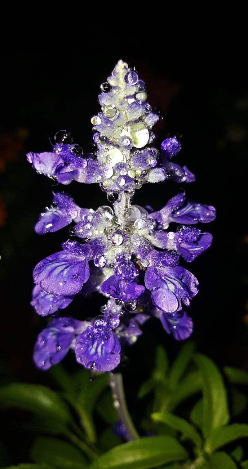 Salvia 'May Night'